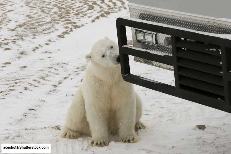 Churchill Polar Bear